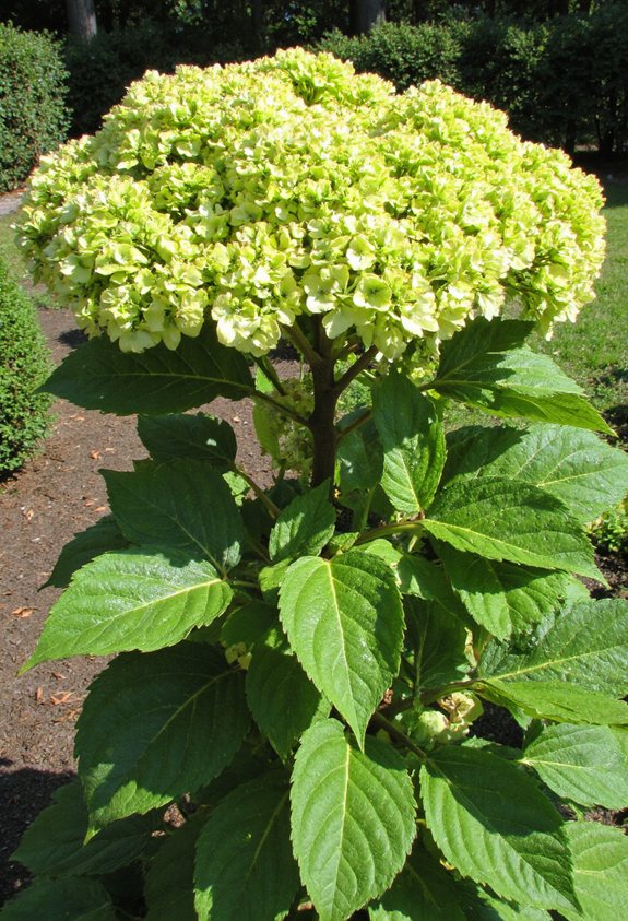 midsummer light pruning