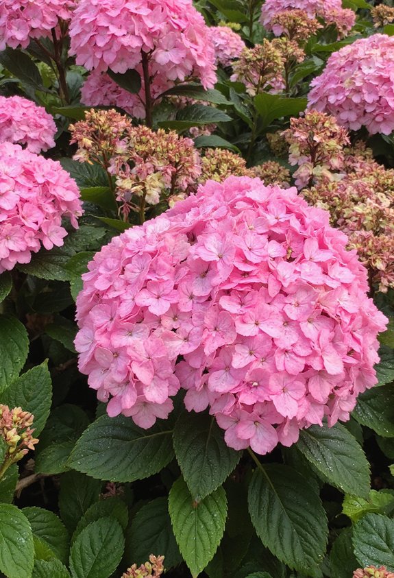 mop top bloom shaping