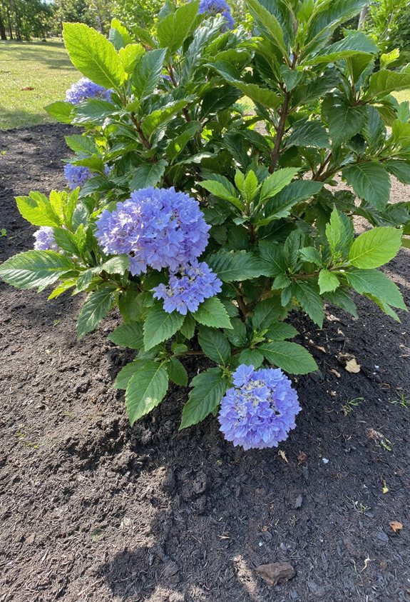 mulch layer conserves moisture