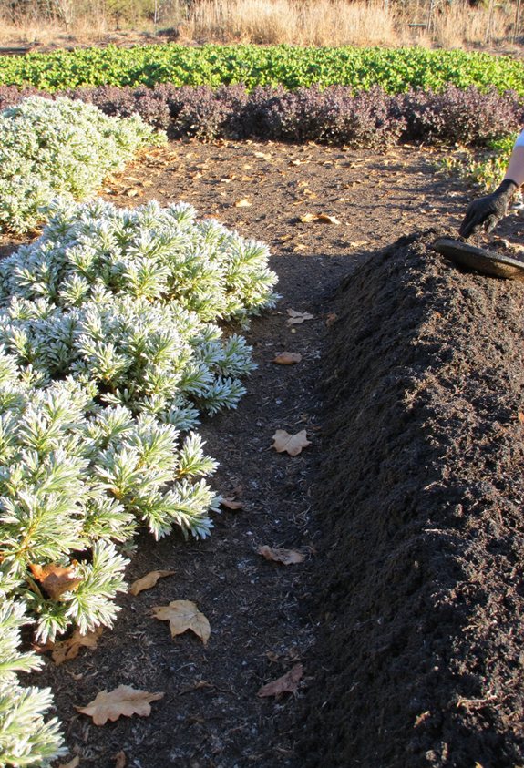 mulch perennials plant cover crops