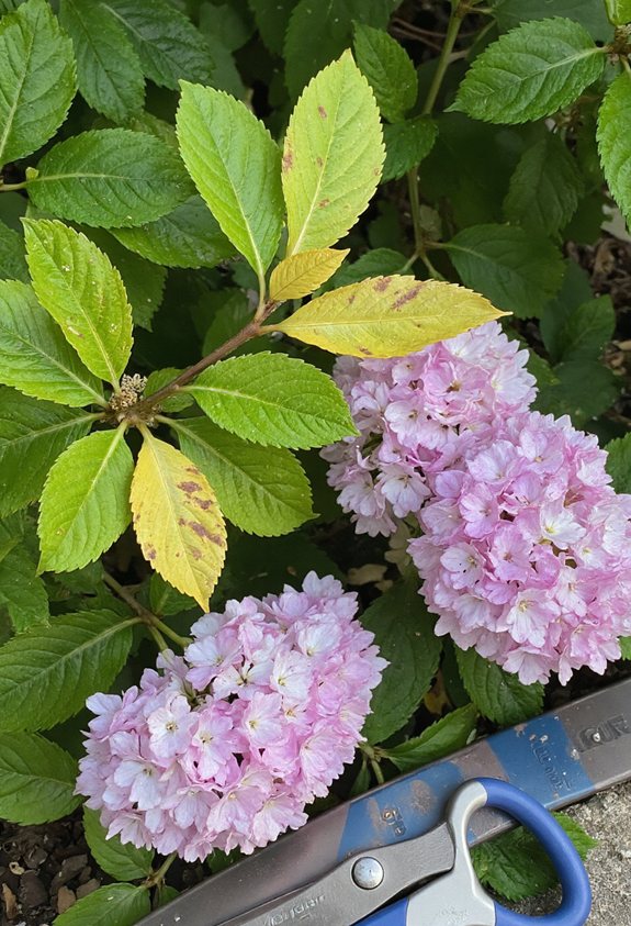 nutrient deficiency causes yellow leaves