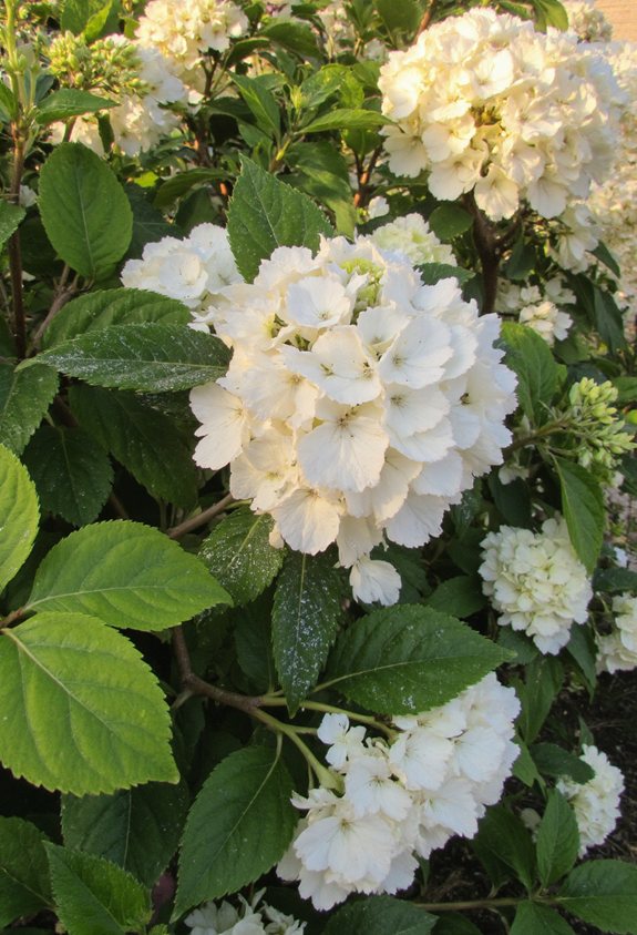 organic powdery mildew control