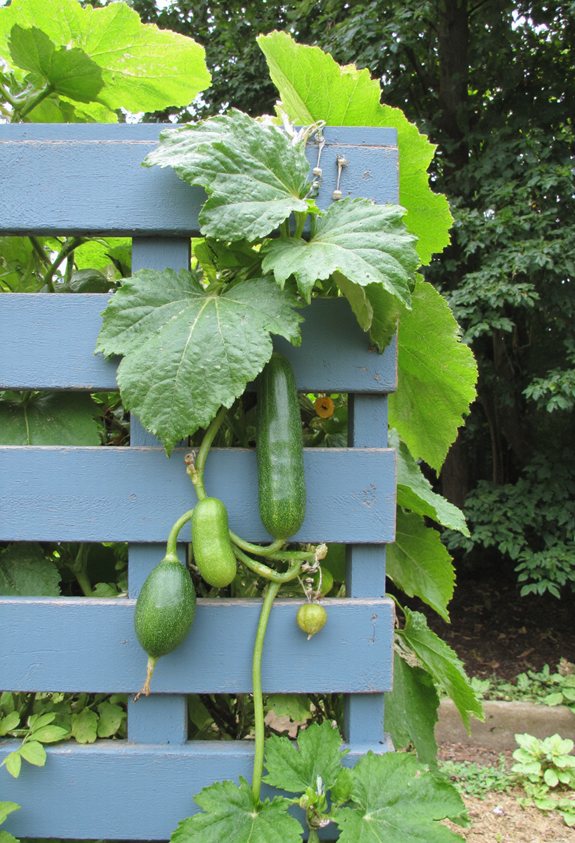 pallet to trellis garden solution