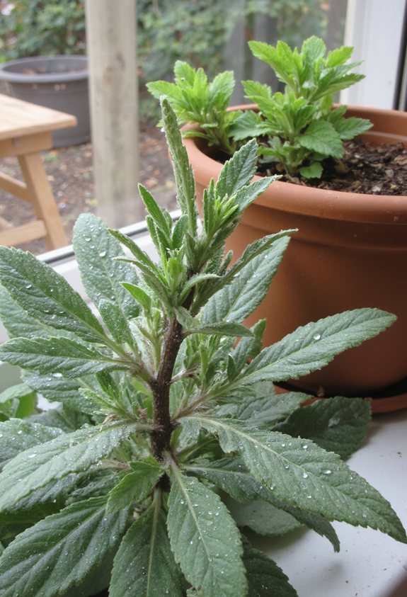 peppery sage garden guide