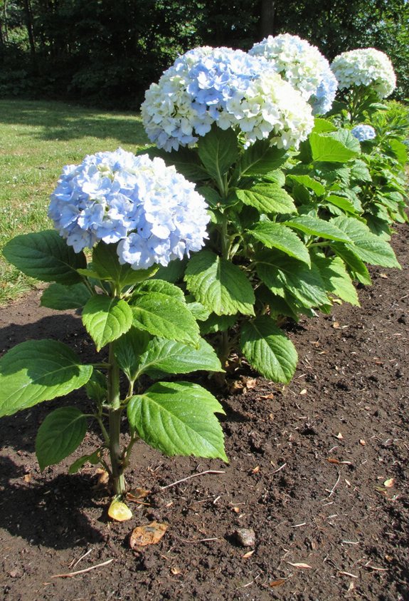 plant hydrangea at proper depth