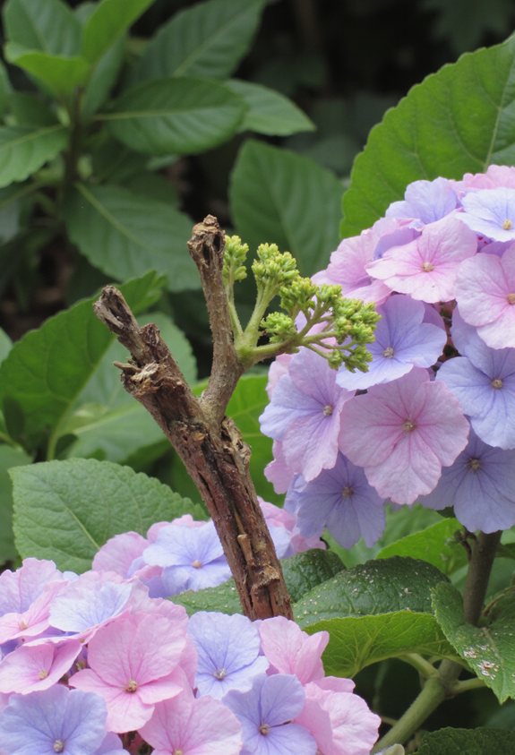 prune dead hydrangea branches