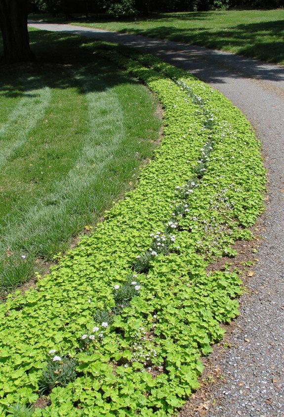 shade loving fragrant carpet