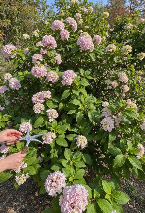 split mature plants periodically