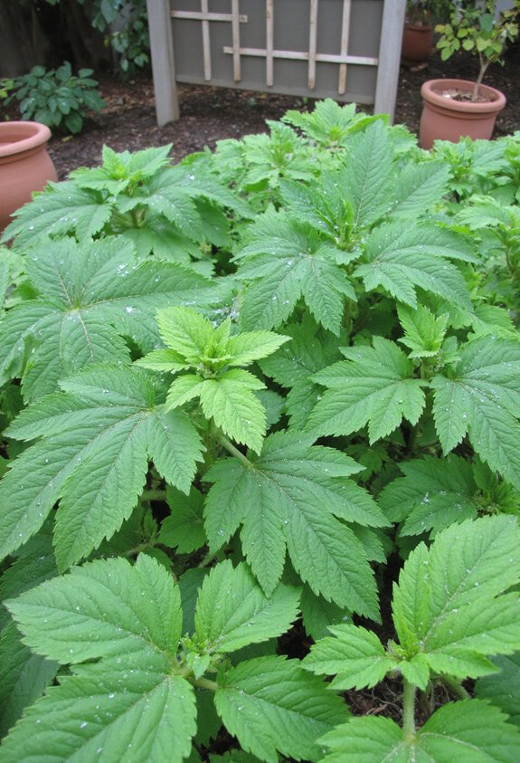 stinging nettle nutrient rich greens