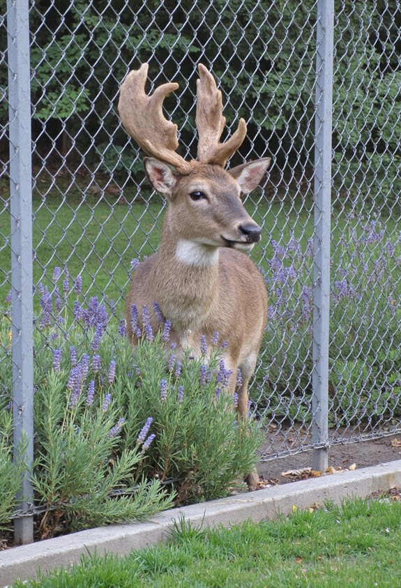 tight mesh chain link