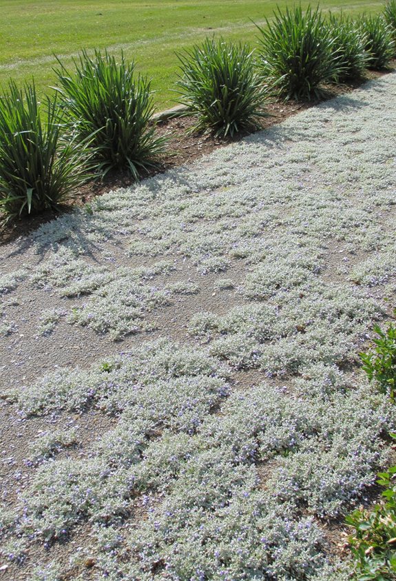 tough evergreen ground covertough evergreen ground cover