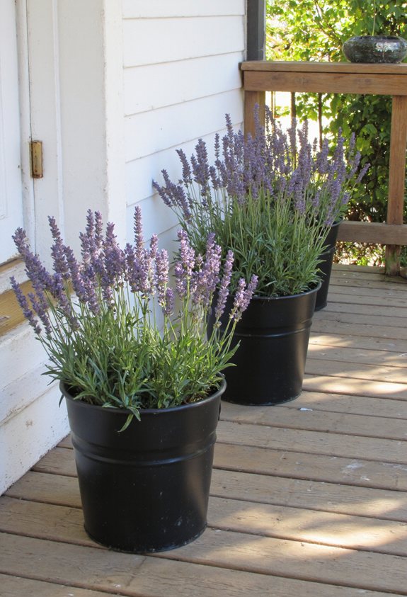 weather resistant lavender buckets