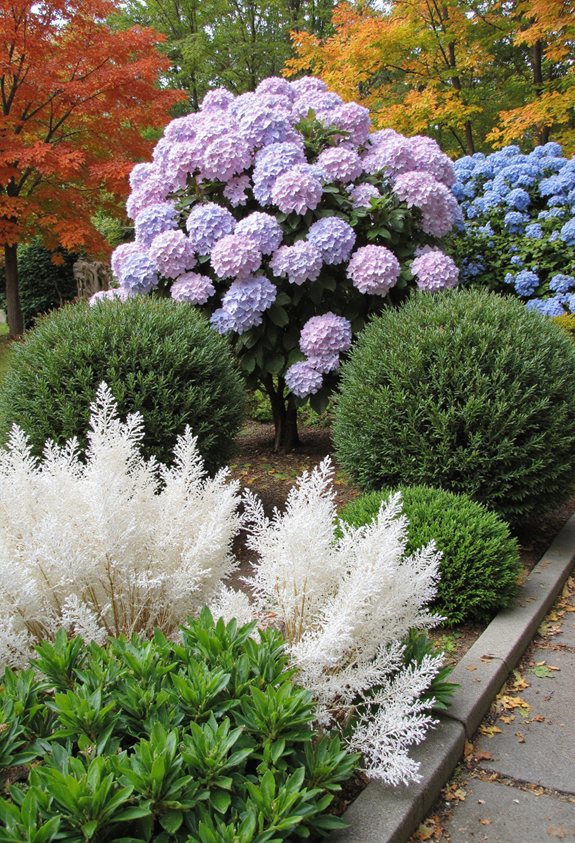 year round hydrangea color