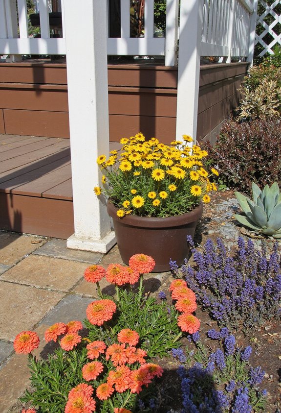 yellow coreopsis summer color
