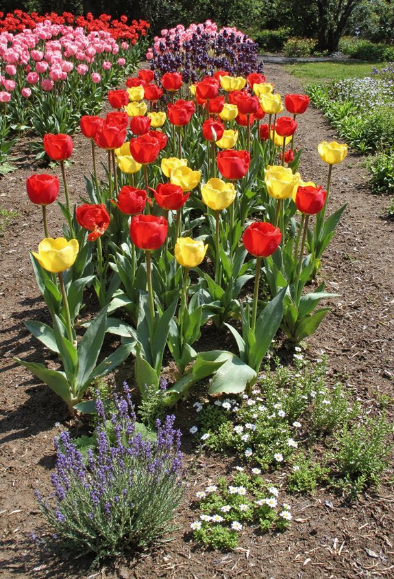 companion tulips boost color