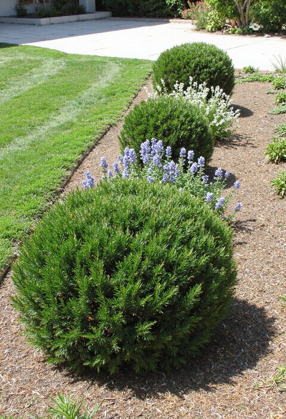 evergreen shrubs provide year round structure