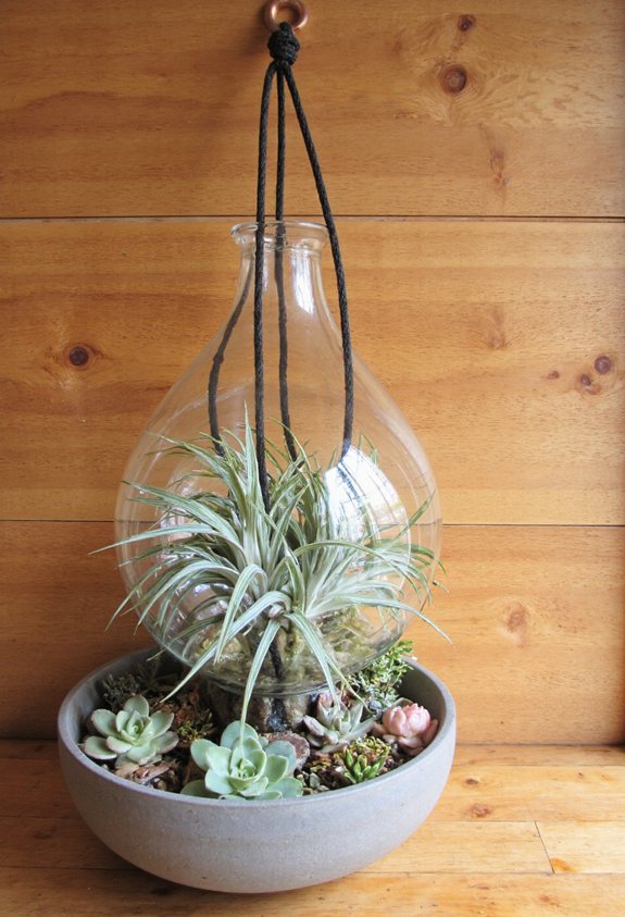 floating glass air plant displays