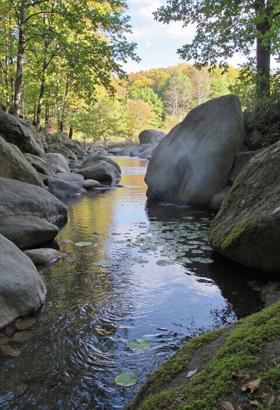 shallow pond rock garden