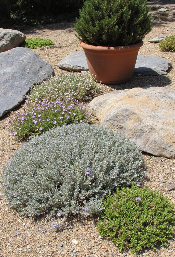 sunny alpine rock garden