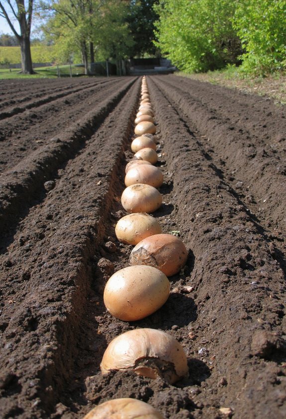 tulip bulbs depth spacing