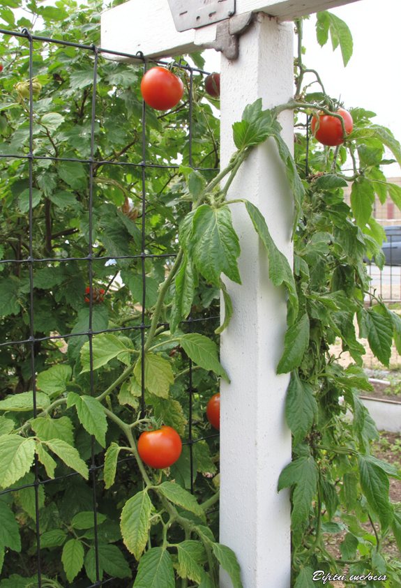 adjustable tension wire trellis system