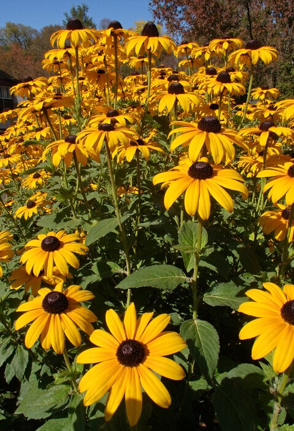 autumn gold rudbeckia bloom