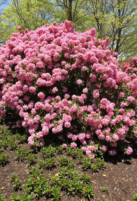 azaleas frame fruit