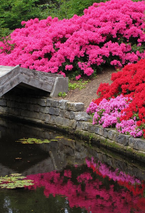 azaleas mirrored water reflections