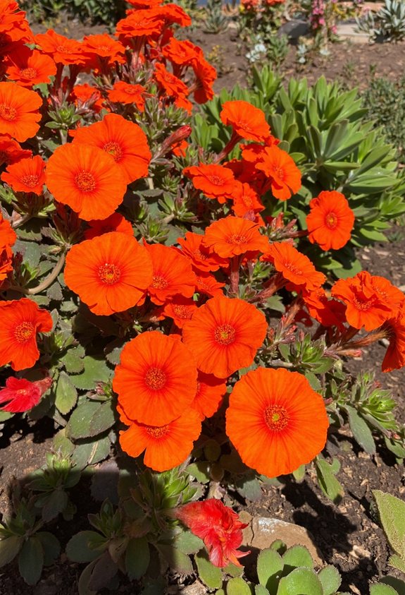 bright drought tolerant succulent blossoms
