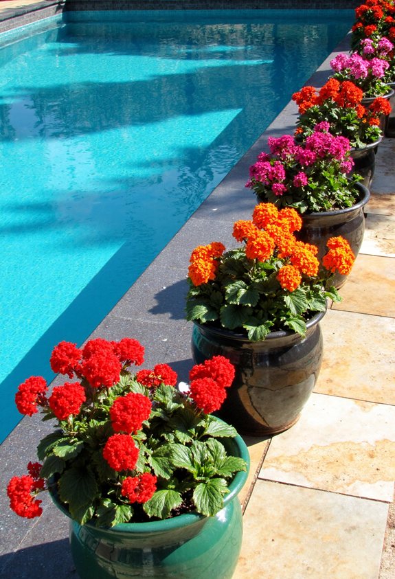 bright poolside geraniums blooming