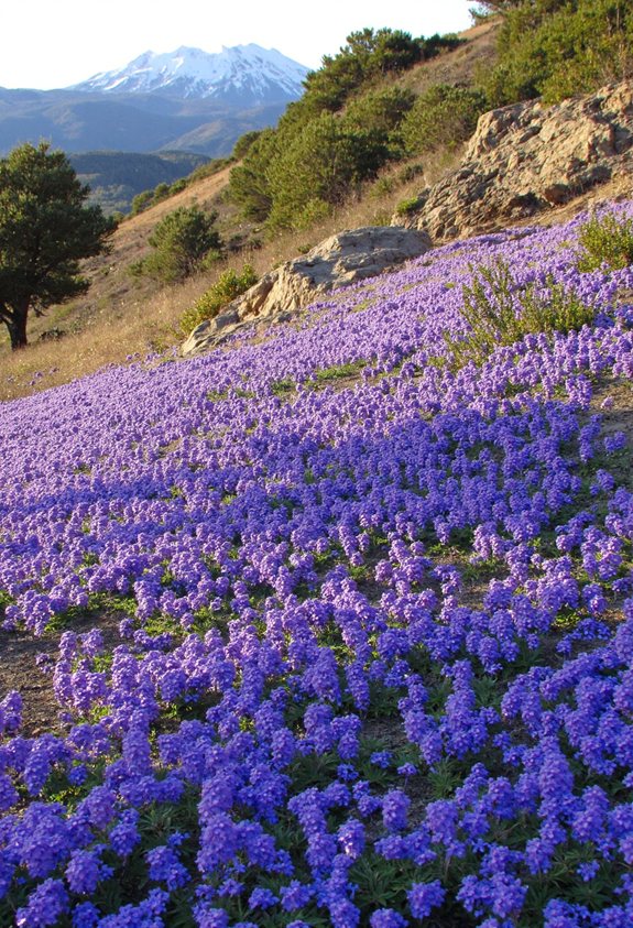 climate specific creeping phlox