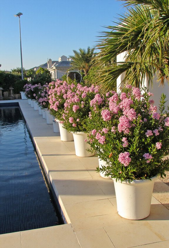 compact pink flowering drought tolerant shrub