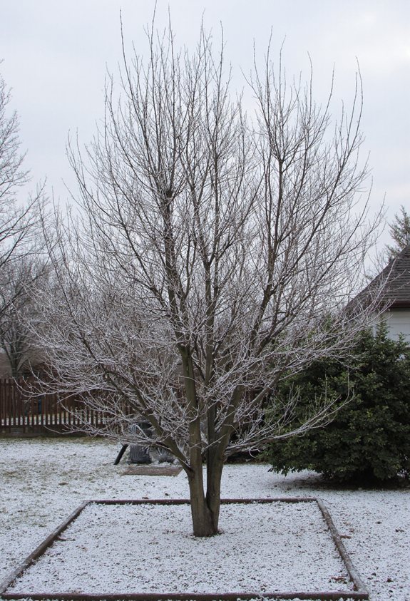 compact sculpted winter pruning
