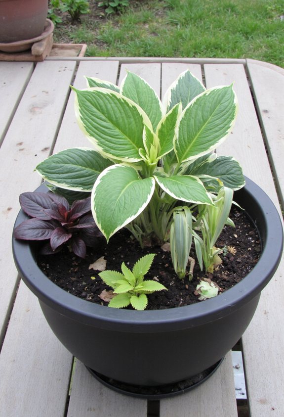 compact shade loving hosta