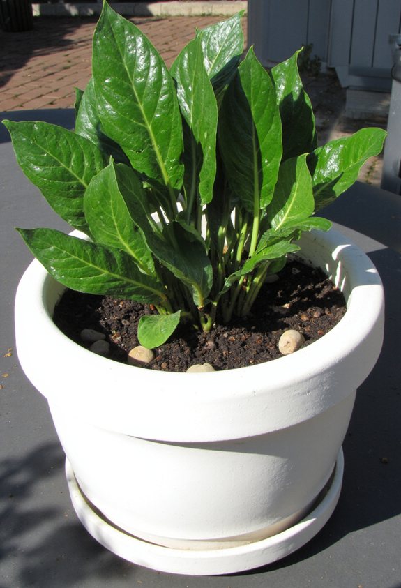 cool roots via pot material