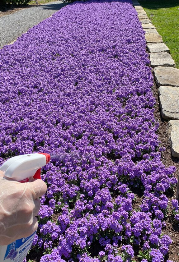 creeping phlox pest control