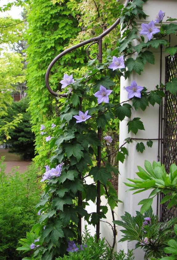 curved metal rod trellis