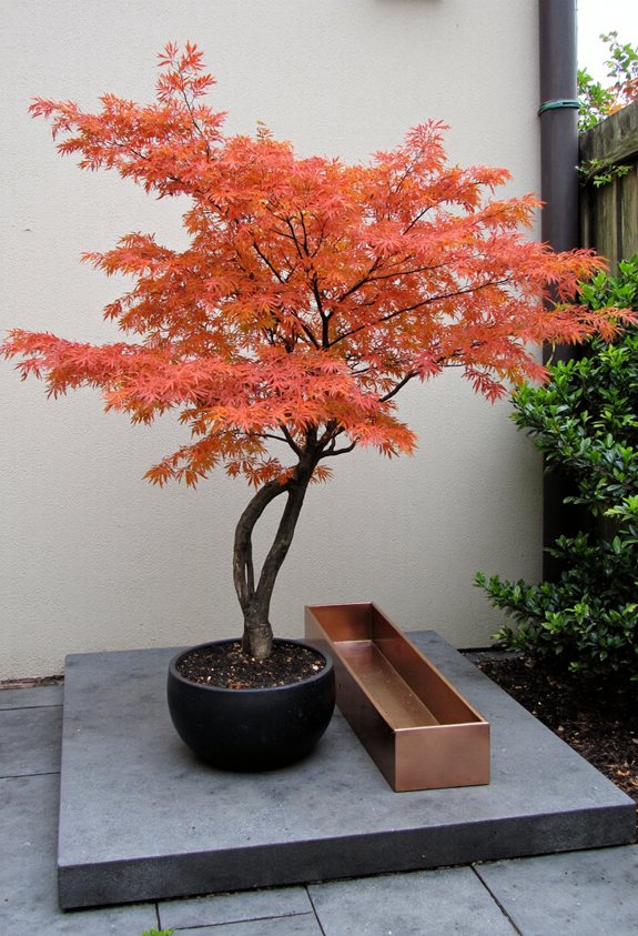 dwarf japanese maple patio