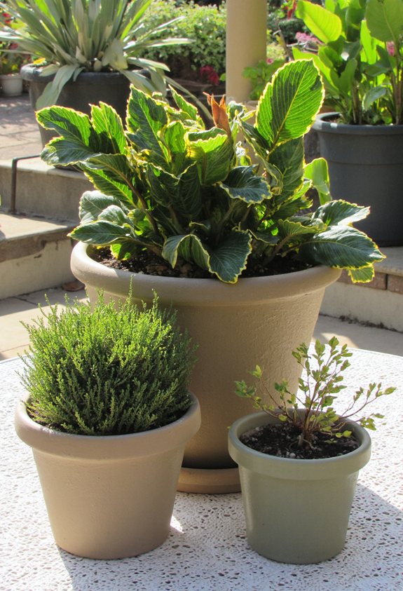 gold veined shade tolerant hosta