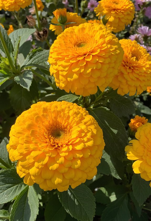 golden blooms healing garden