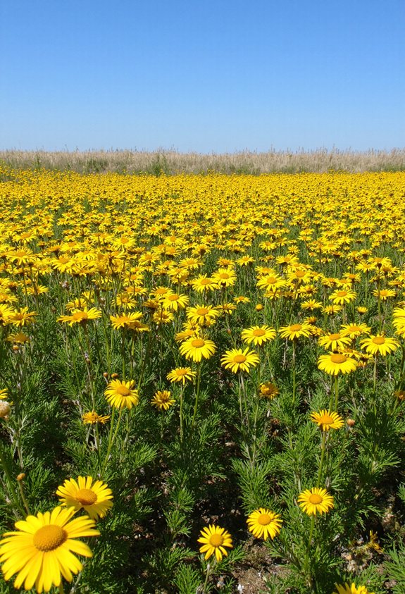 golden prairie style wildflower