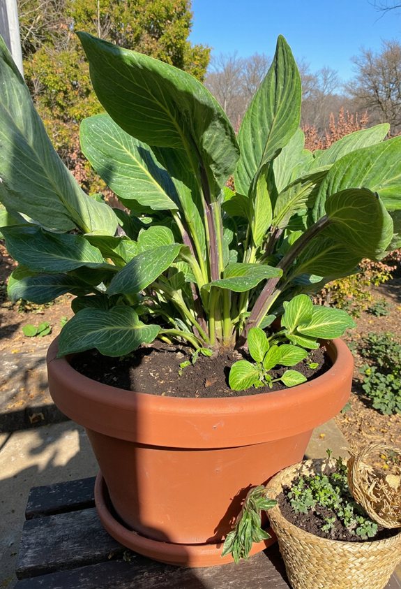 gradual frost hardening of hostas