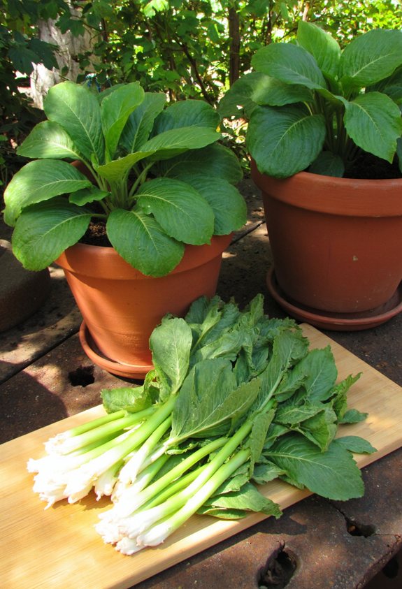harvest rinse dry refrigerate