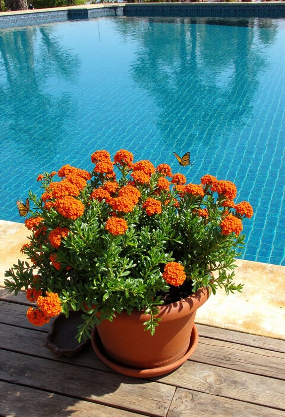 heat tolerant butterfly magnet blooms