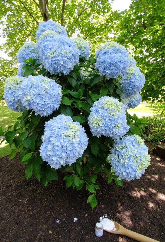 hydrangea soil ph adjustment