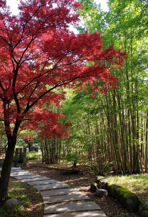 japanese maple and bamboo japanese maple and bamboo
