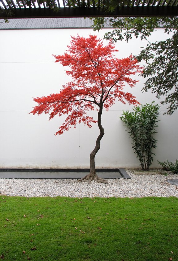 japanese maple courtyard centerpiece