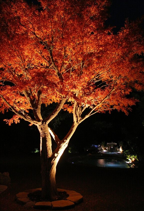 japanese maple evening lighting