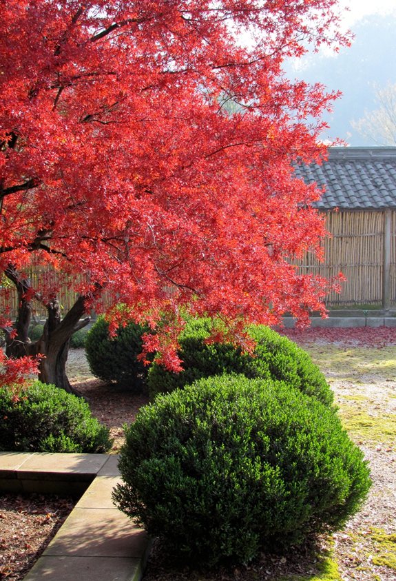 japanese maple evergreen contrast