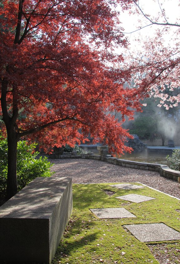 japanese maple privacy screen